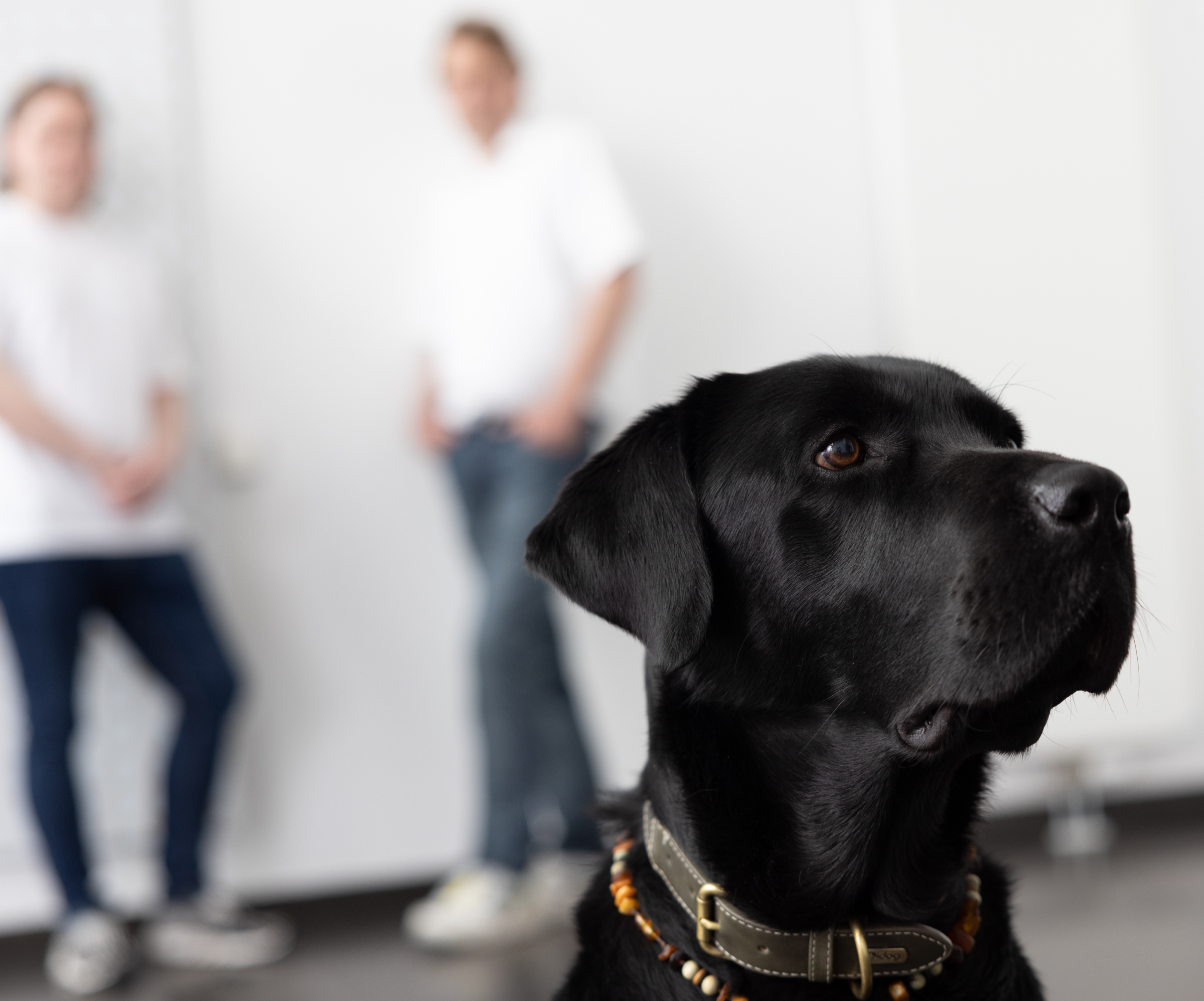 schwarzer Hund